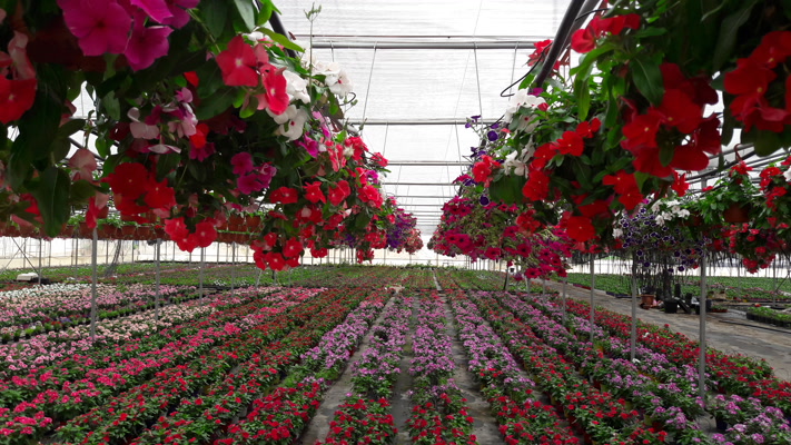 Titolo: Fiori img