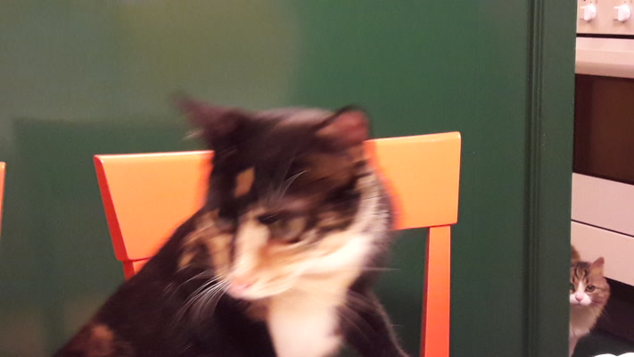 Titolo: Gatti img