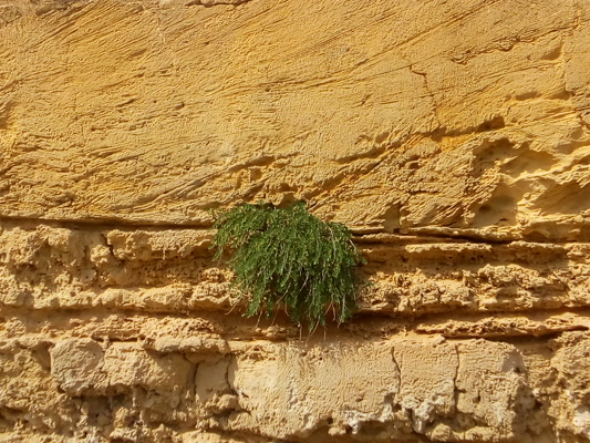 Titolo: Ciuffo verde img