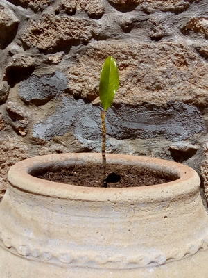 Titolo: La magnolia della casa img