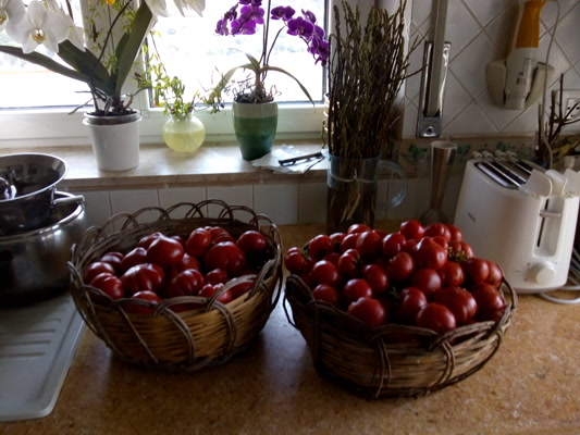 Titolo: Pomodori img
